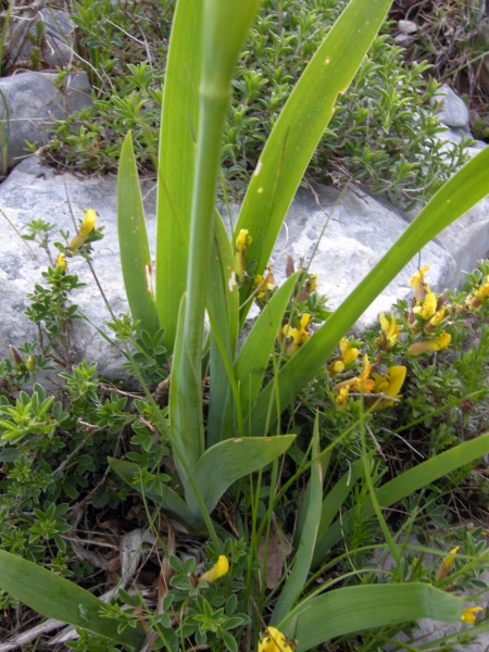Iris suaveolens?
